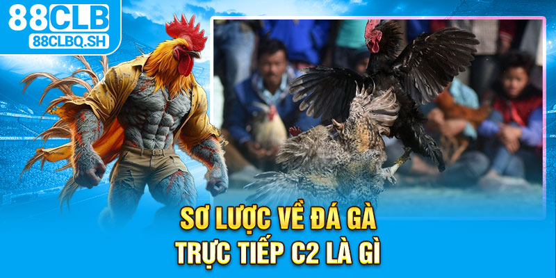 Sơ lược về đá gà trực tiếp C2 là gì