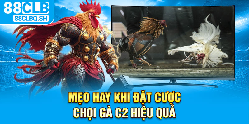 Mẹo hay khi đặt cược chọi gà C2 hiệu quả